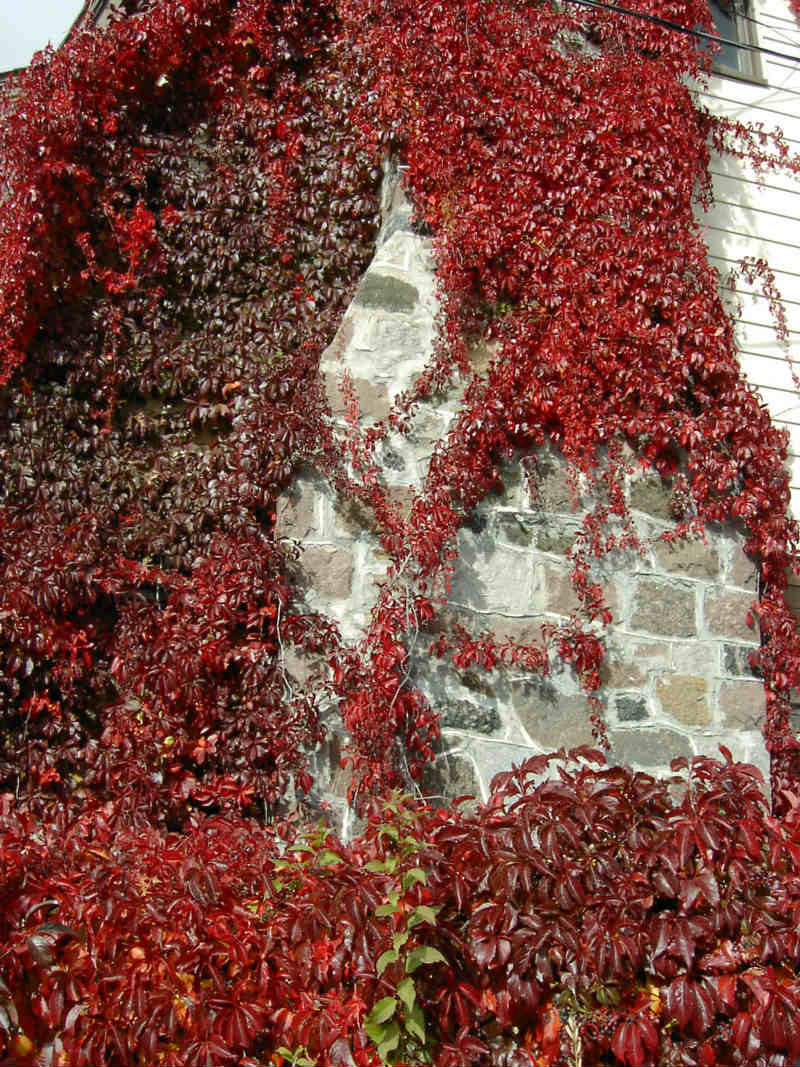 Vigne vierge d`Engelman – Image 5
