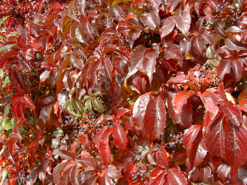 Vigne vierge d`Engelman – Image 6