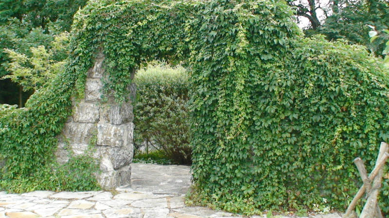 Vigne vierge d`Engelman – Image 2