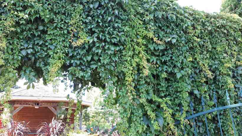 Vigne vierge d`Engelman – Image 11