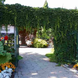Vigne vierge d`Engelman