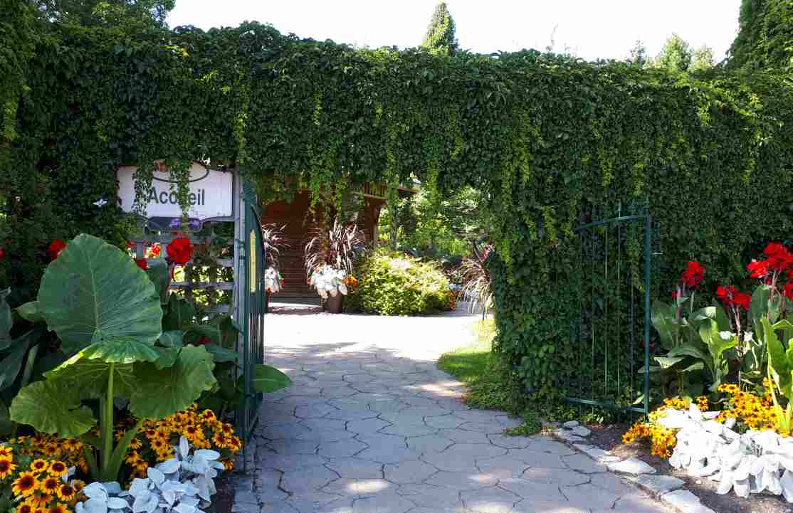Vigne vierge d`Engelman