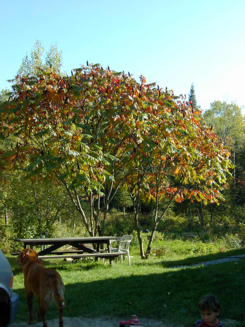 Vinaigrier – Image 2