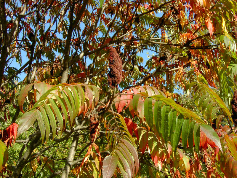 Vinaigrier – Image 3
