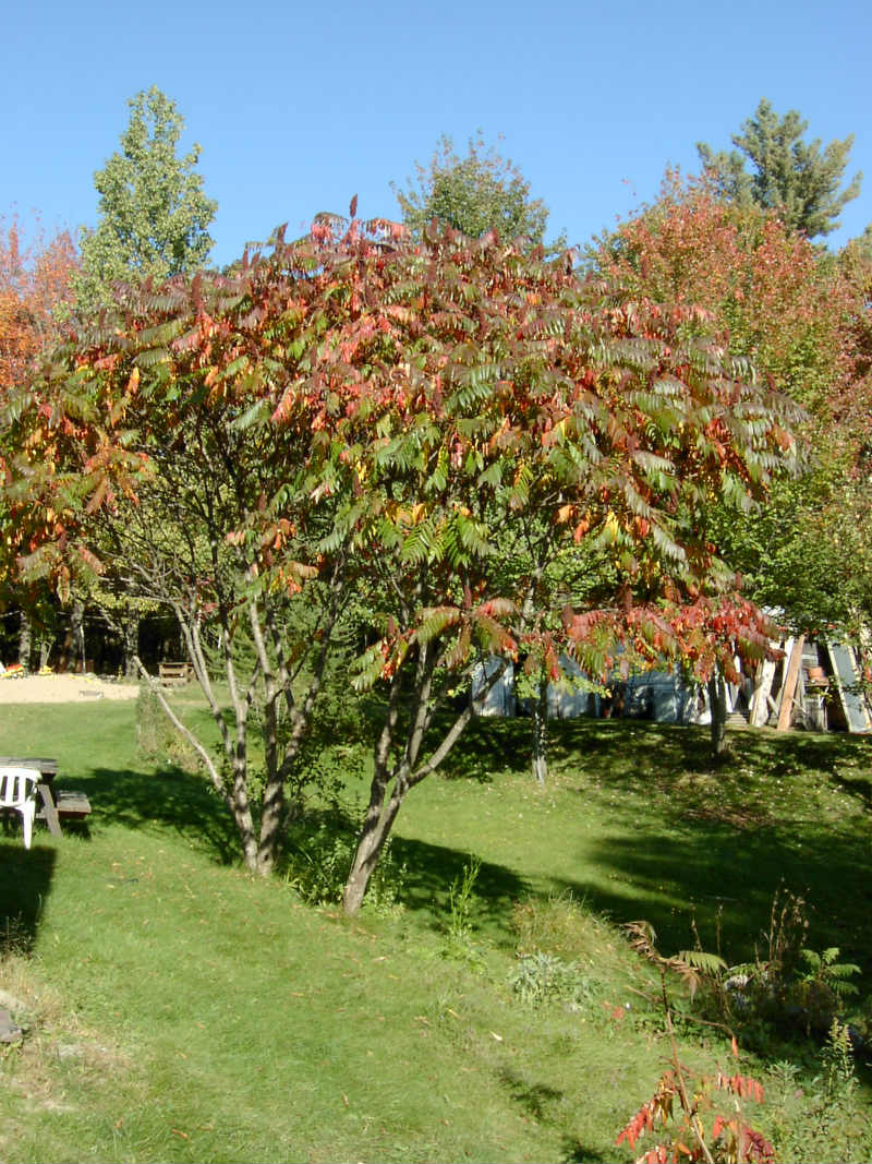 Vinaigrier – Image 4