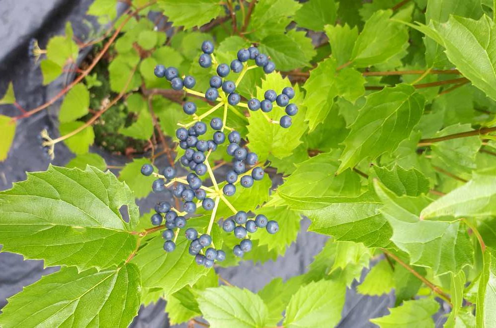 Viorne Blue Muffin – Image 4