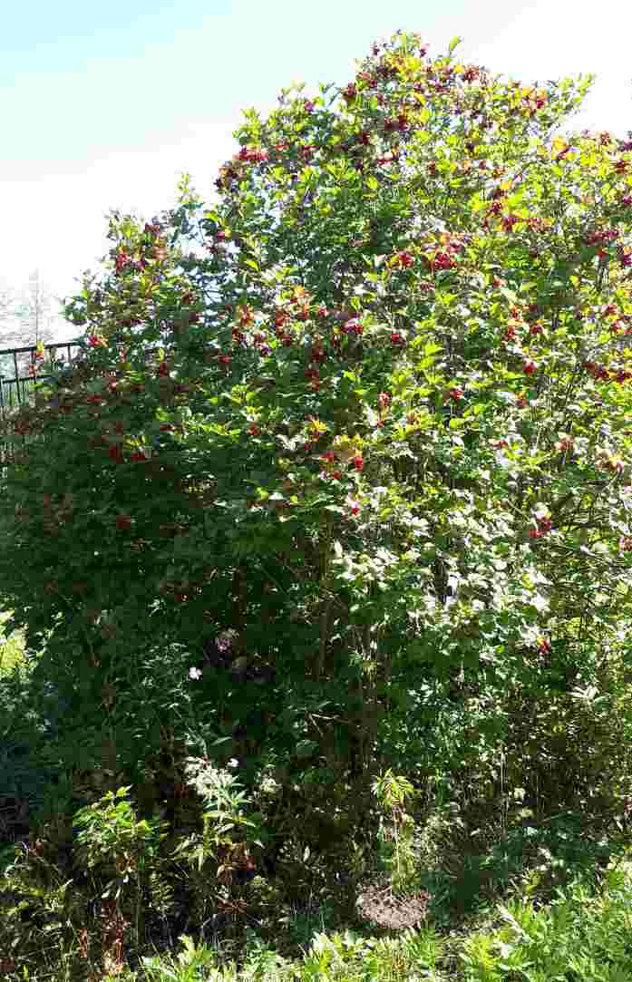 Pimbina – Image 7