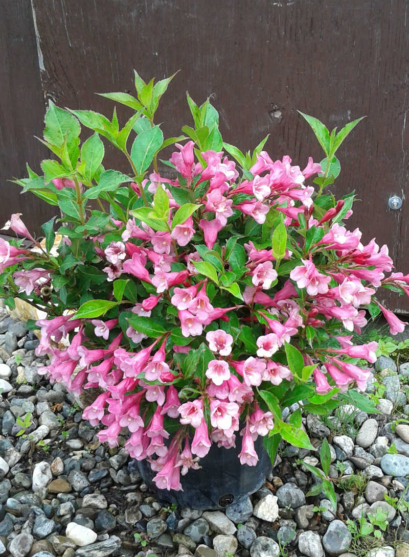 Weigela Pink Princess – Image 2