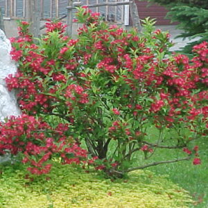 Weigela Red Prince