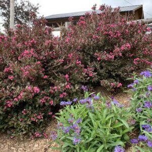 Weigela Wine & Roses