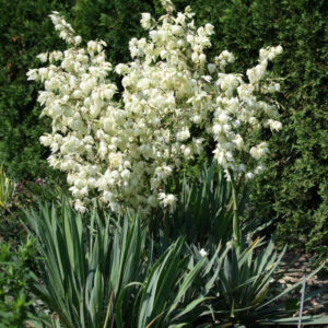 Yucca filamenteux