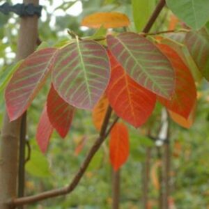 Amélanchier "Autumn Brillance"