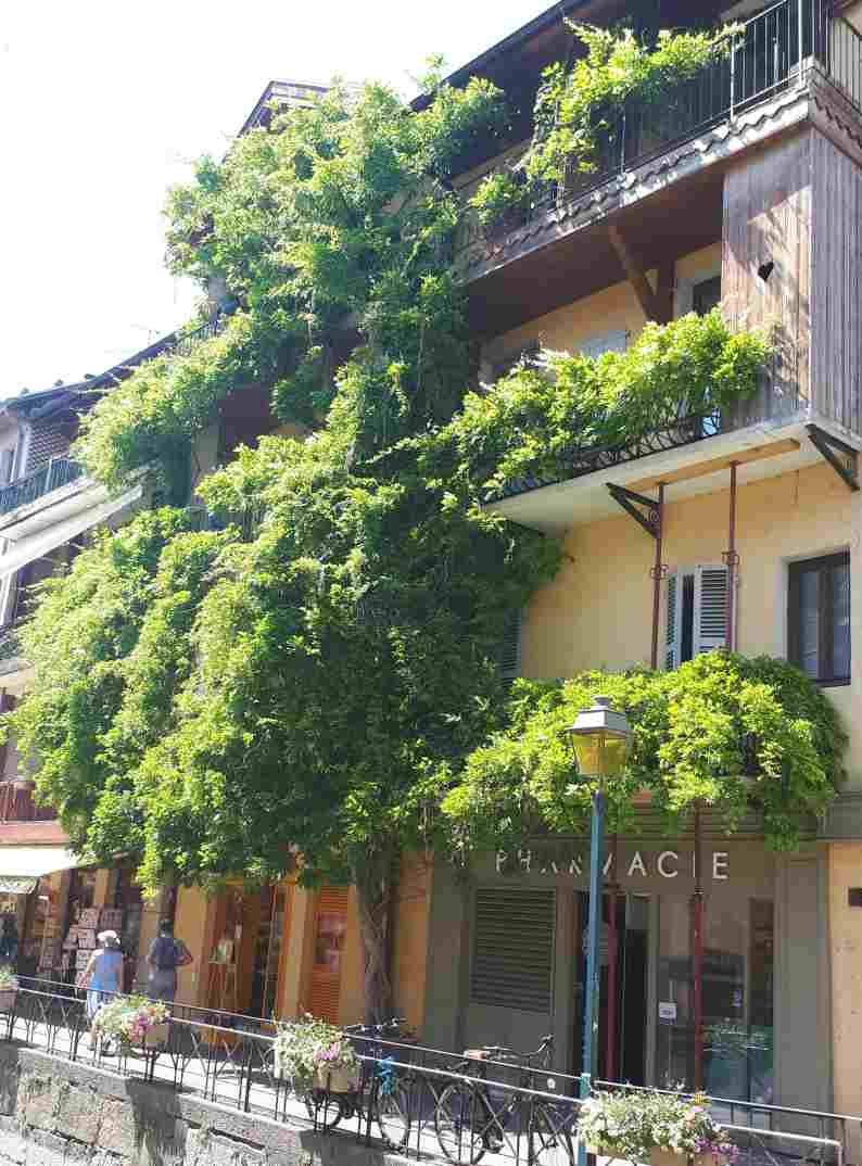 Glycine Blue Moon – Image 3