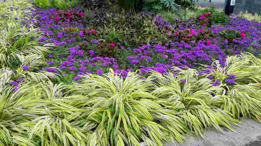 Hakonechloa macra aureola – Image 2