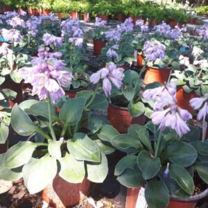 Hosta Blue Mouse Ears