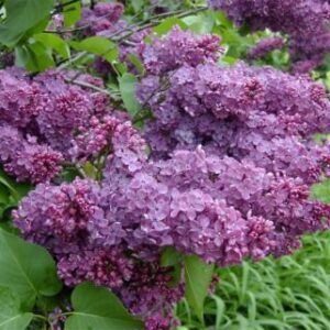 Lilas Charles Joly