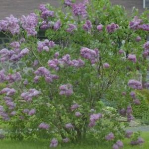 Lilas commun