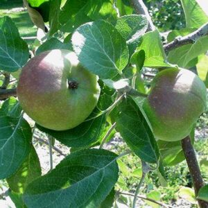 Pommier Redfree