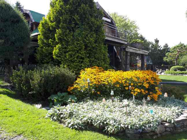 Rudbeckie Goldsturm – Image 3
