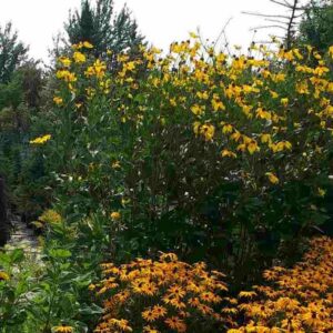 Rudbeckie Herbstonne