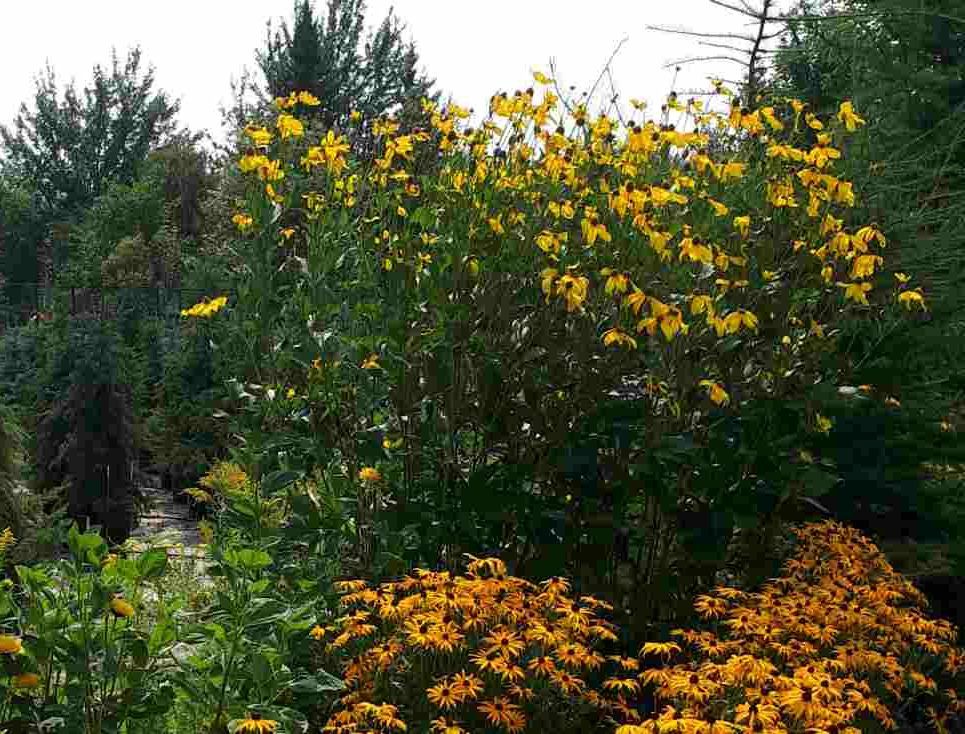 Rudbeckie Herbstonne