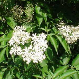 Sureau blanc