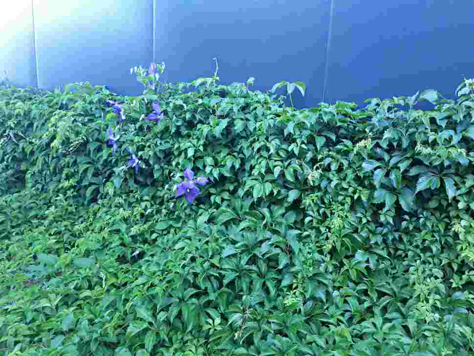 Vigne vierge d`Engelman – Image 8